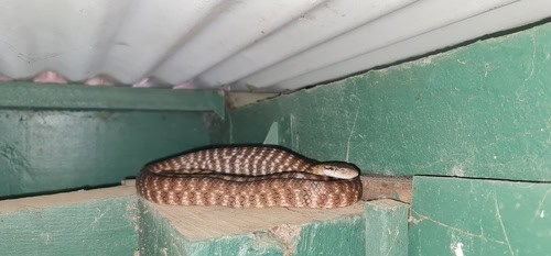 Brown Tree Snake Boiga irregularis lurking