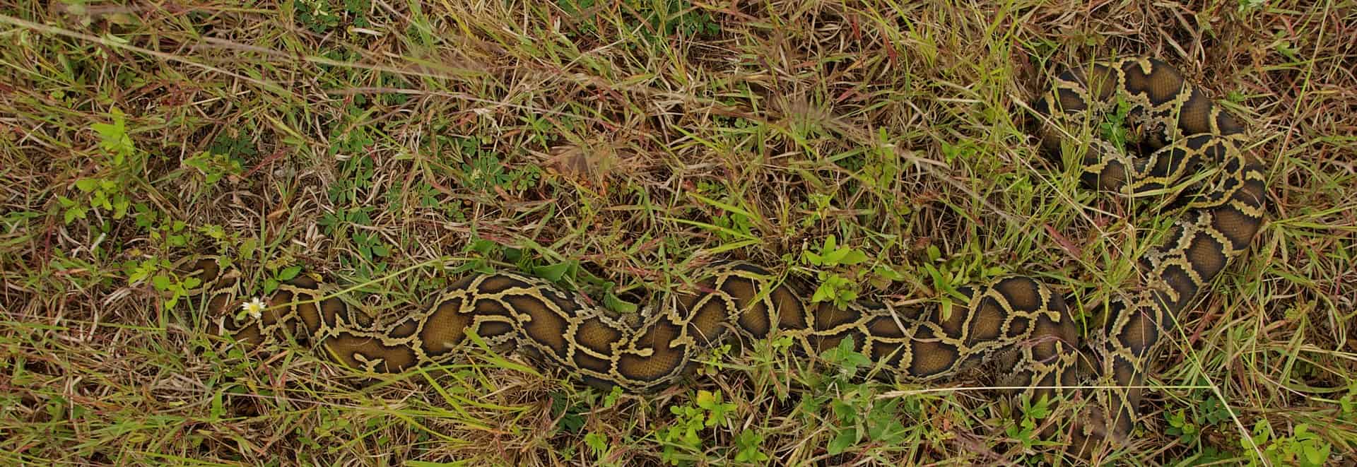 Burmese Python Python bivittatus camouflage