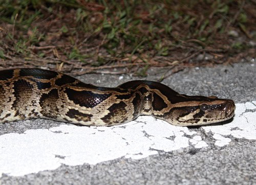 Burmese Python Python bivittatus florida