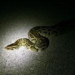 Burmese Python Python bivittatus night