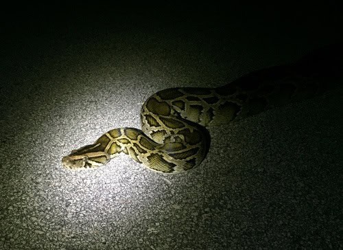 Burmese Python Python bivittatus night