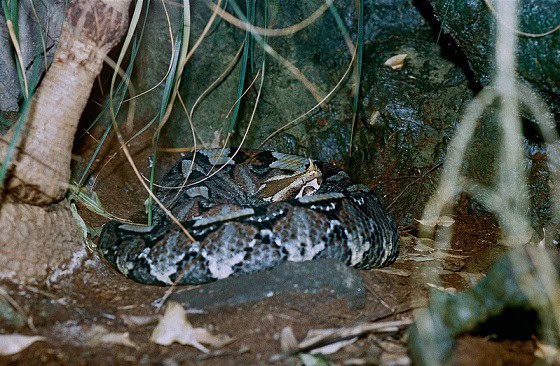 Butterfly viper (Bitis nasicornis)(captive)