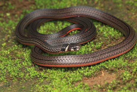Calliophis nigriscens black coral snake