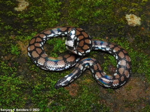 Ceylonese Cylinder Snake (Cylindrophis maculatus)