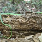 Chlorosoma laticeps bolivian snake