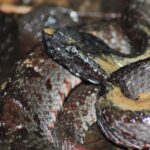 Chocoan Toadheaded Pitviper (Bothrocophias myersi)