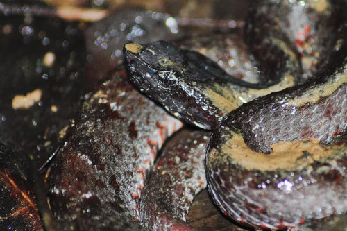 Chocoan Toadheaded Pitviper (Bothrocophias myersi)