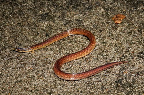 Common Rough-sided Snake Aspidura trachyprocta