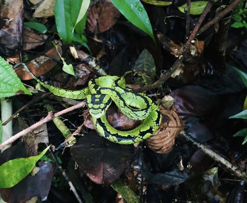 Craspedocephalus trigonocephalus pitviper threat display