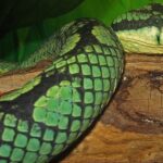 Craspedocephalus trigonocephalus sri lankan pitviper