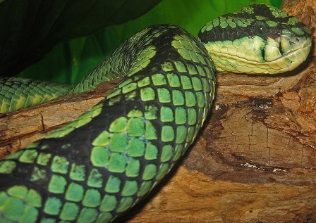 Craspedocephalus trigonocephalus sri lankan pitviper