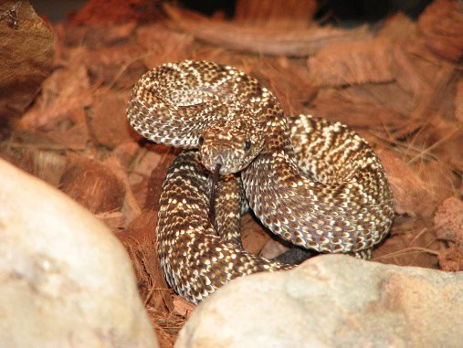 Crotalus vegrandis Uracoan Rattlesnake venom