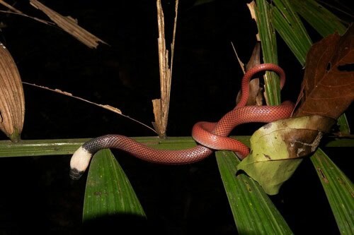 Crowned False Boa Pseudoboa coronata