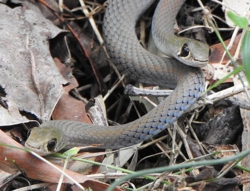 Demansia psammophis australian snake