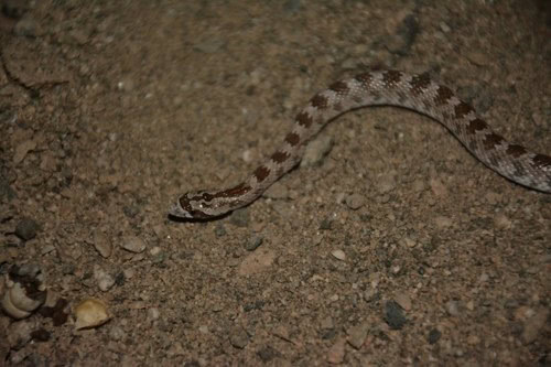 Derafshi Snake (Lytorhynchus ridgewayi)