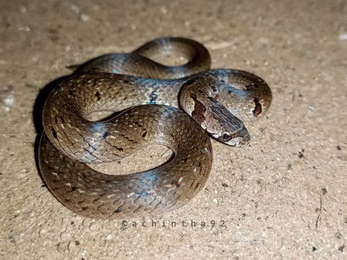 Duméril's Kukri Snake Oligodon sublineatus