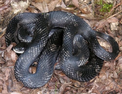 Eastern Ratsnake (Pantherophis alleghaniensis) black