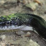 Eastern Ratsnake (Pantherophis alleghaniensis) face