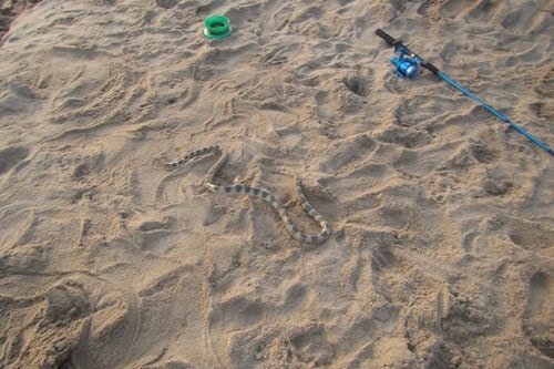 Elegant Sea Snake (Hydrophis elegans) beached