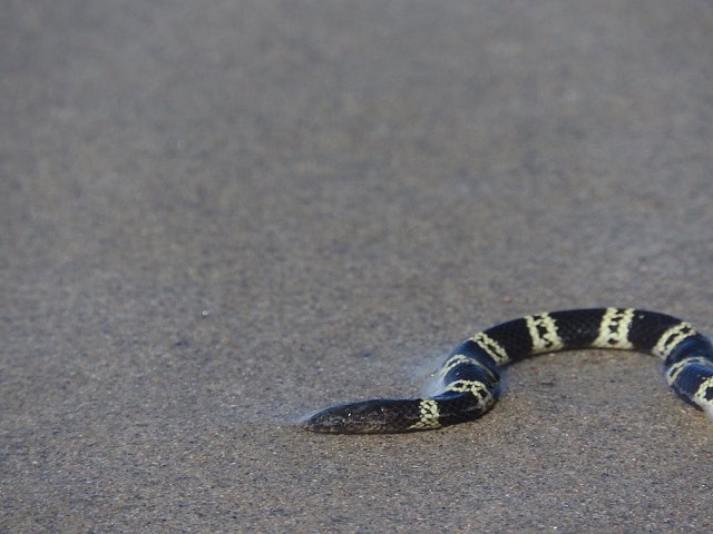 Elegant Sea Snake Hydrophis elegans face