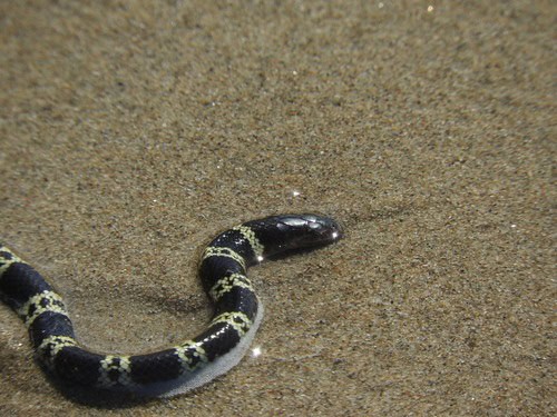 Elegant Sea Snake (Hydrophis elegans) face