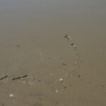 Elegant Sea Snake (Hydrophis elegans) slithering