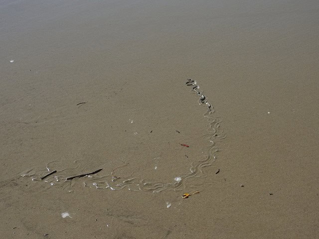 Elegant Sea Snake (Hydrophis elegans) slithering