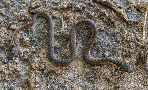 Erythrolamprus aenigma savannah racer snake