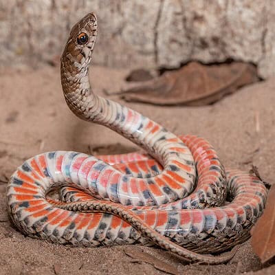 Erythrolamprus almadensis almaden ground snake