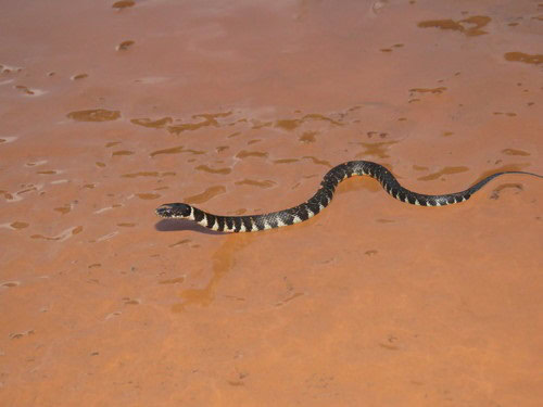 Erythrolamprus taeniogaster snake bolivia