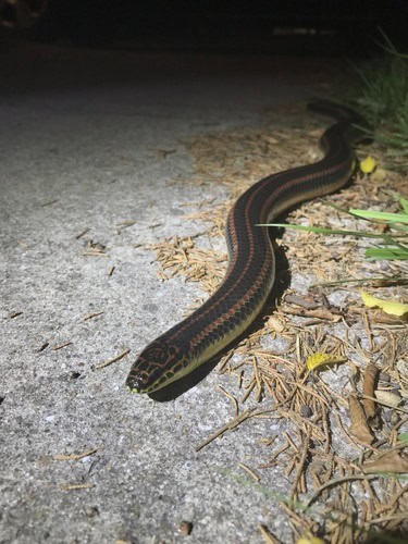 Farancia erytrogramma rainbow snake