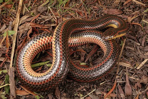 Farancia erytrogramma usa rainbow snake