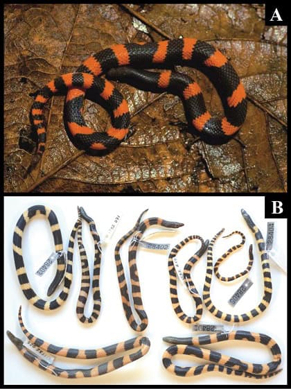 Geophis lorancai mexican endemic snake