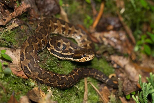 Godman's Montane Pit Viper Cerrophidion godmani Guatemala