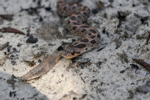 Heterodon simus southern hognose snake