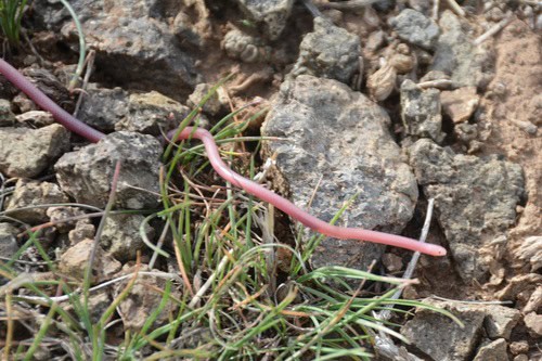 Hook-snouted Worm Snake Myriopholis macrorhyncha