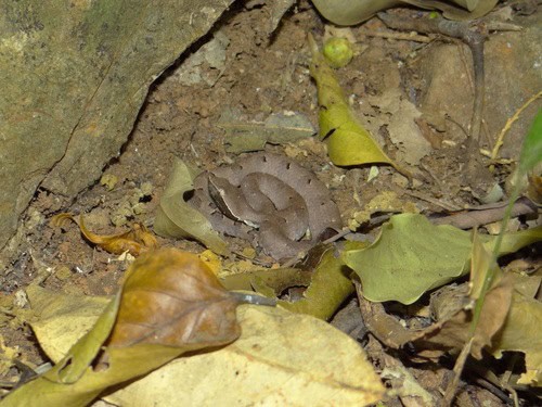 Hump-nosed Viper (Hypnale hypnale) camouflage