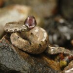 Hump-nosed Viper (Hypnale hypnale) terror