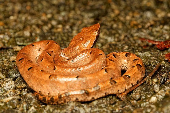 Hump-nosed Viper Hypnale hypnale threat