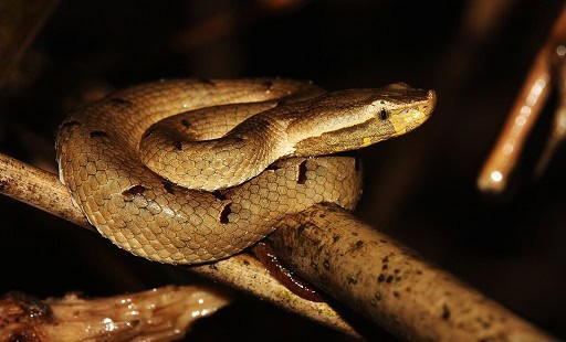 Hypnale nepa sri lanka viper