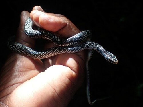 Julia's Ground Snake (Erythrolamprus juliae)