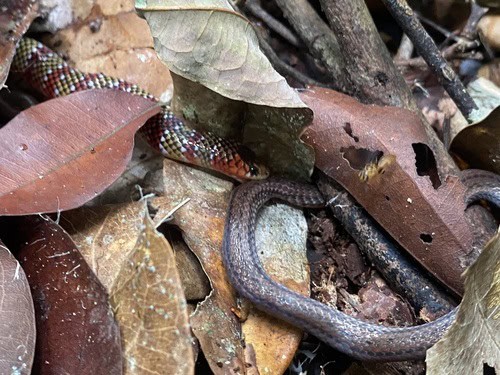 Langsdorff's Coralsnake Micrurus langsdorffi