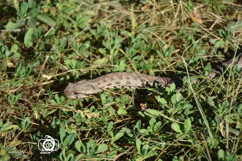 Latifi's Viper Montivipera latifii iran