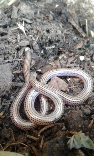 Latin American Blind Snake (Epictia albipuncta)