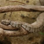 Levantine Viper (Macrovipera lebetinus)