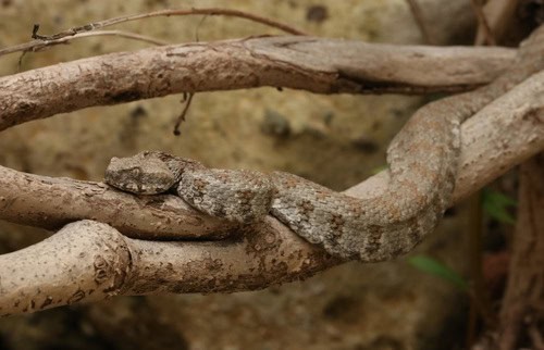 Levantine Viper (Macrovipera lebetinus)