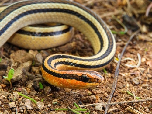 Lined Ground Snake (Lygophis lineatus)