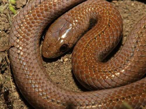 Lined Tolucan Ground Snake (Conopsis lineata)