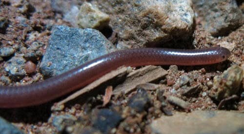 Long-tailed Thread Snake (Myriopholis longicauda)