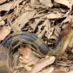 Mexican Bull Snake Pituophis deppei